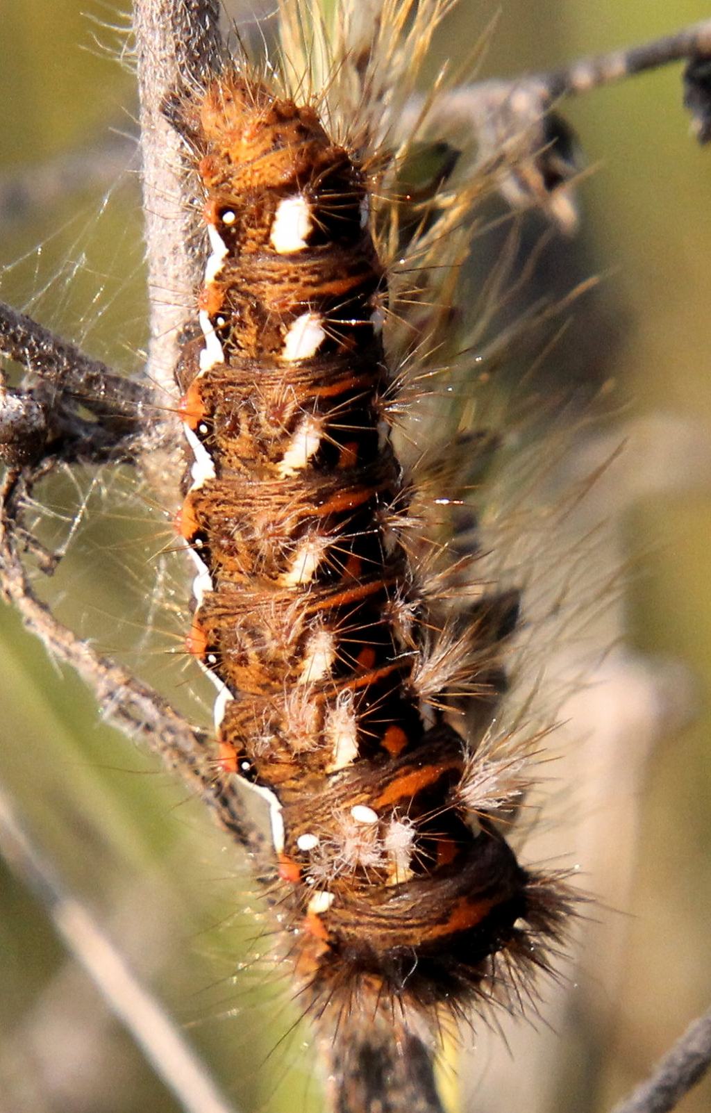 Bruco di... Acronicta rumicis - Noctuidae